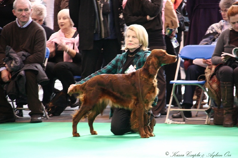 Crufts2011 235.jpg